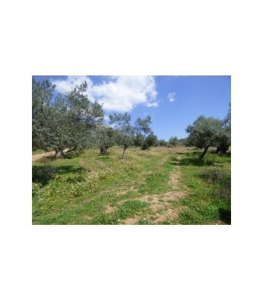 Μεγάλο οικόπεδο κοντά στο Ναύπλιο