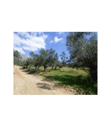 Μεγάλο οικόπεδο κοντά στο Ναύπλιο