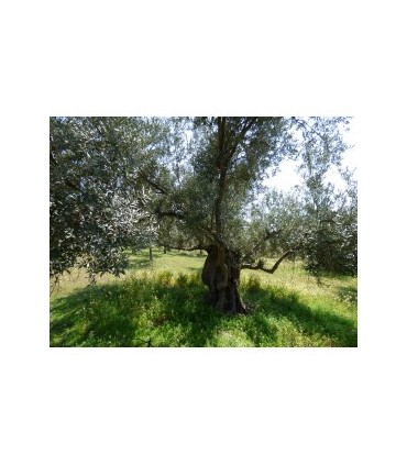 Μεγάλο οικόπεδο κοντά στο Ναύπλιο