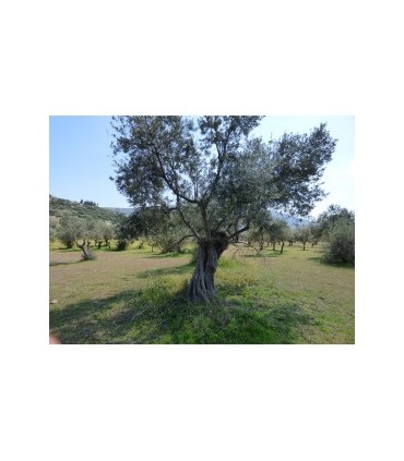 Μεγάλο οικόπεδο κοντά στο Ναύπλιο