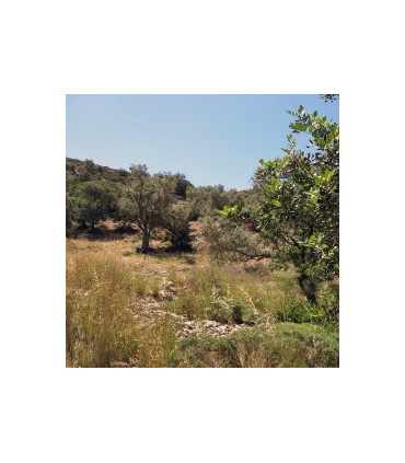 Μεγάλο οικόπεδο στην Κρήτη